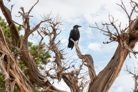 Crow in a tree off Devils Garden Trail in Arches National Park, Utah
