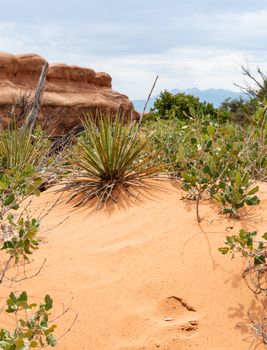 Desert plants on Devils Garden Trail in Arches National Park, Utah
