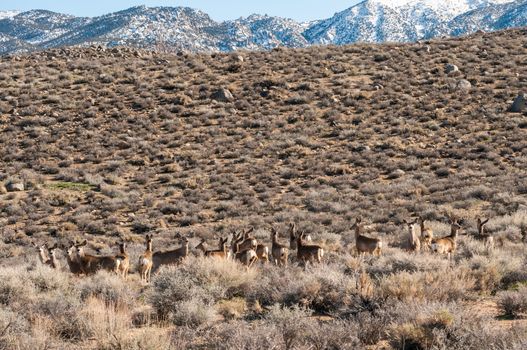 Herd of deer in wilderness near Bishop, California