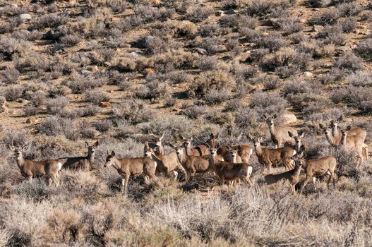 Herd of deer in wilderness near Bishop, California