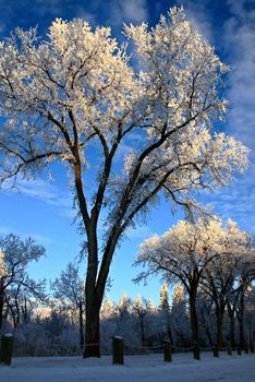 Winter Frost Saskatchewan Canada ice storm danger