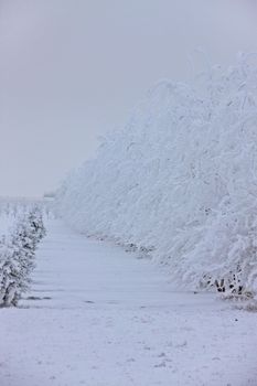 Winter Frost Saskatchewan Canada ice storm danger