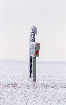 Winter Frost Saskatchewan Canada ice storm Snowy Owl