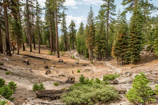 Trail to Rainbow Falls in Inyo National Forest, Ansel Adams Wilderness