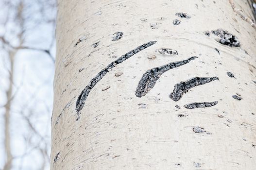 Claw marks on a tree made by a bear, June Lake Loop, Sierras, California