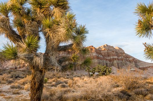 Red Cliffs Natural Preserve (Red Rock Canyon, CA) featuring joshua trees (Yucca brevifolia)