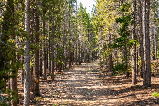 Path through pine trees in Rocky Mountain National Park, CO