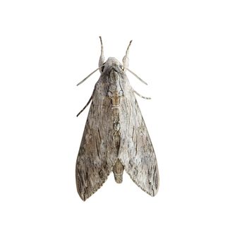 Psilogramma increta isolated on white background, detail of night butterfly