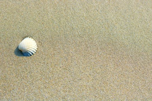Small white shell on sandy background, selective focus