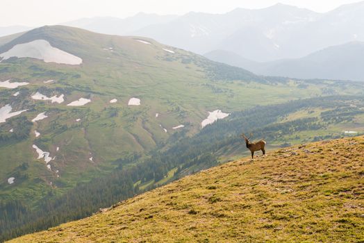 Buck seen from Trail Ridge Road to the alpine tundra in Rocky Mountain National Park, Colorado