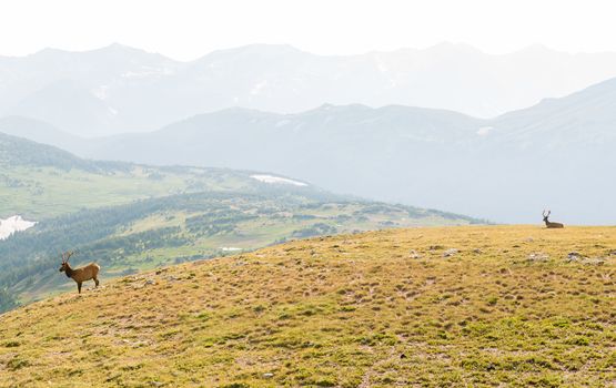 Buck seen from Trail Ridge Road to the alpine tundra in Rocky Mountain National Park, Colorado