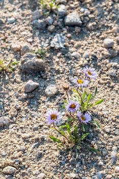 Alpine flowers off Tundra World Nature Trail in Rocky Mountain National Park, Colorado