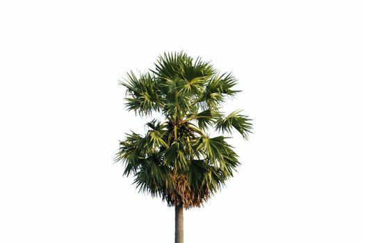 Single palm tree isolated on white background.