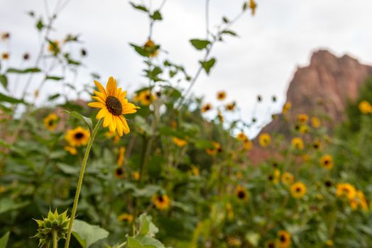 Bright yellow flowers in Zion National Park, Utah