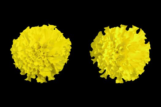 Yellow marigold isolated on black background.