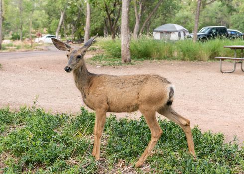 Deer in Zion National Park, Utah