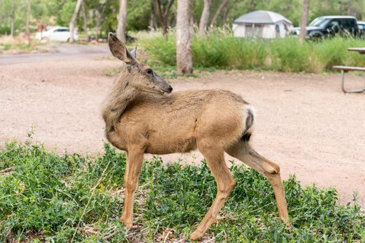 Deer in Zion National Park, Utah