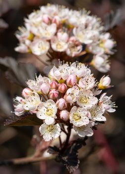 Common ninebark (Physocarpus opulifolius), close up of the flower head