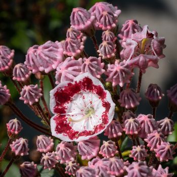 Mountain laurel (Kalmia latifolia), close up of the flower head