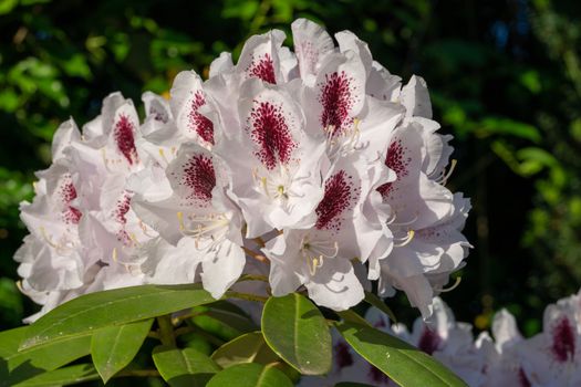 Rhododendron Hybrid Calsap (Rhododendron hybrid), close up of the flower head