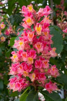 Red horse-chestnut (Aesculus carnea), close up of the blossom