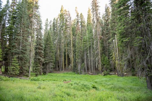 Deer in a meadow in Sequoia National Park, California