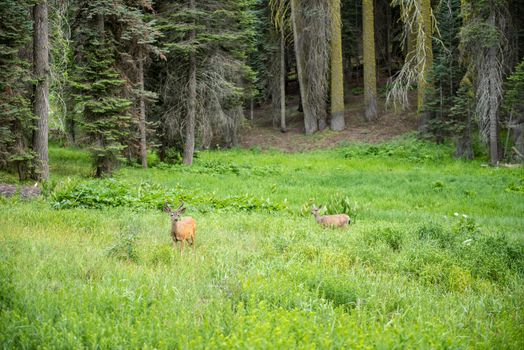 Deer in a meadow in Sequoia National Park, California