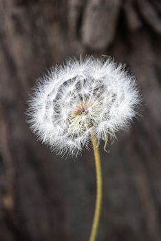 dandelion seed head (Taraxacum)