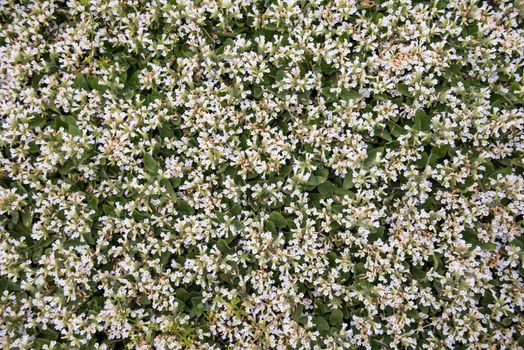 Blanket of white flowers in Sequoia National Park, California