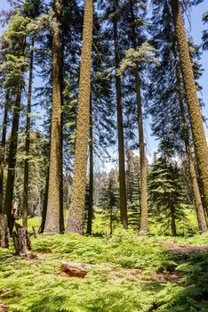 Trees and ferns along Crescent Meadow Loop in Sequoia National Park, California