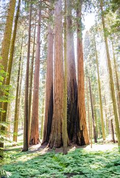 Trunks of giant sequoias in Sequoia National Park, California