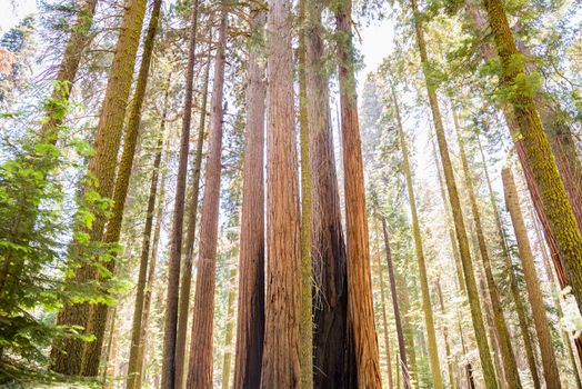 Trunks of giant sequoias in Sequoia National Park, California
