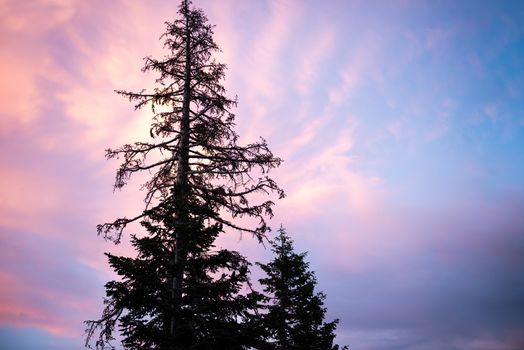 Pine tree silhouetted by sunset, Mammoth Lakes, California