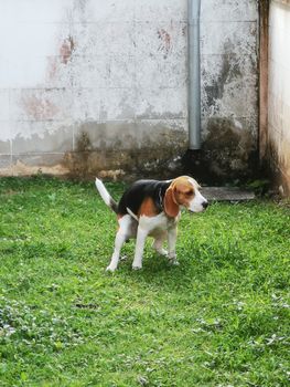 puppy beagle shit on the grass floor