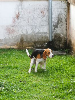 puppy beagle shit on the grass floor