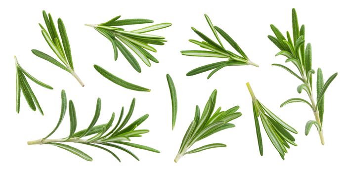 Rosemary twig and leaves isolated on white background with clipping path, close-up, collection