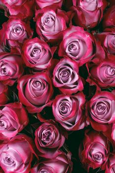 Close-up of many fresh pink roses flower background for text Valentine day gift