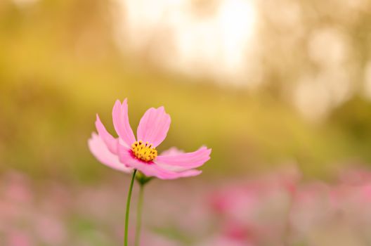 pink cosmos flower blooming in the green field, hipster tone