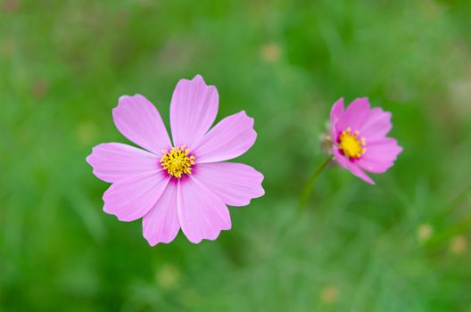 pink cosmos flower blooming in the green field, hipster tone