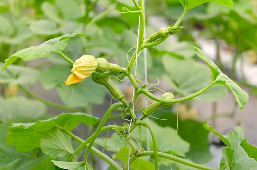 Butternut squash blossom growing in the green garden