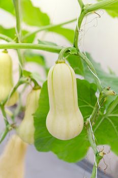 Butternut squash  hanging on the tree  and growing in the green garden