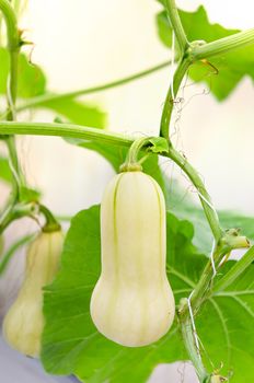 Butternut squash  hanging on the tree  and growing in the green garden