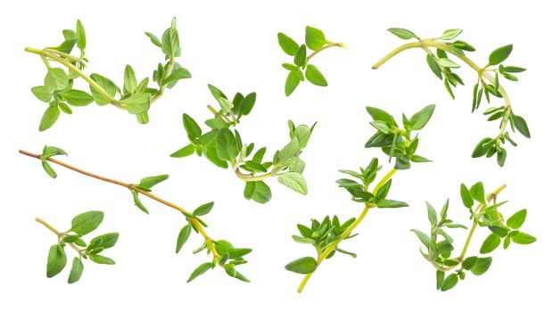 Thyme fresh herb twig and leaves isolated on white background with clipping path, close-up, collection