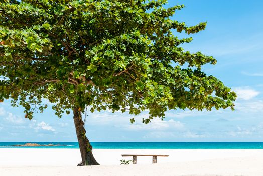 Bench under a tree on a beautiful white sand tropical beach in Bintan Island, Indonesia