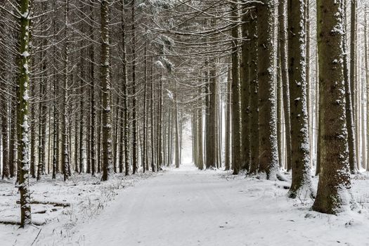 Path with trees and snow in Bavaria, Germany in winter
