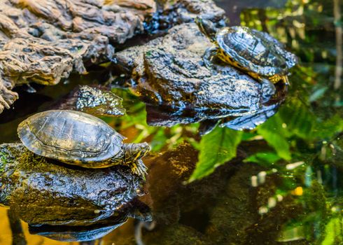 yellow bellied slider turtle at the water side, laying on a rock, popular reptile pet from the rivers of America