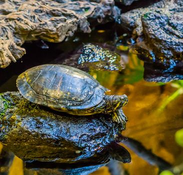 closeup of a cumberland slider turtle on a rock at the water side, popular pet from the rivers of America