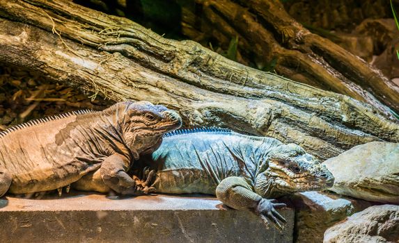 threatened lizard species, two big rhinoceros iguanas sitting together, tropical reptiles from the caribbean