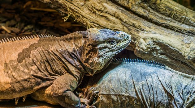 closeup of a rhinoceros iguana, a threatened and vulnerable lizard specie from the caribbean