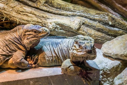 two big rhinoceros iguanas sitting together, threatened tropical species from the caribbean